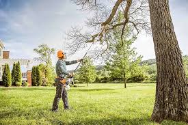 How Our Tree Care Process Works  in Lansing, IL